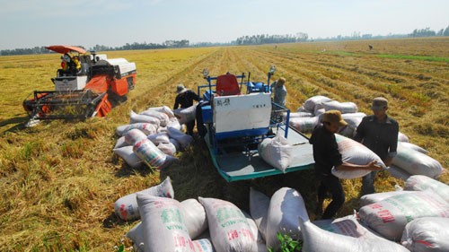 Government to buy summer-autumn rice in Mekong Delta for reserves